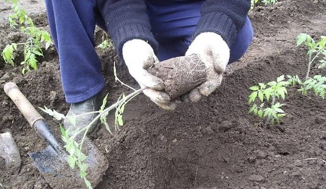 Plantant tomàquets a terra