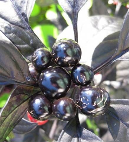 Černá oliva