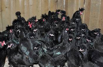 Raça de galinhas pavlovsk
