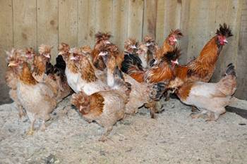 Pavlovsk breed of chickens