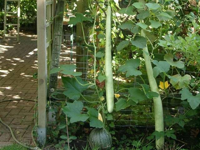 Lagenaria long-fruited (Vietnamese zucchini)