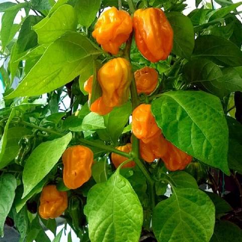 „Numex Suave Orange“