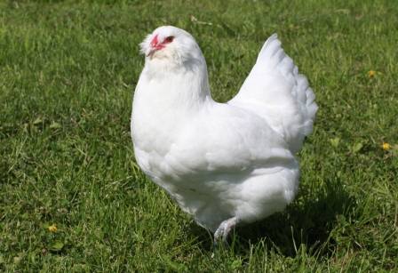Пилета Амераукана