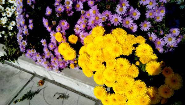 Mehrjährige Chrysantheme