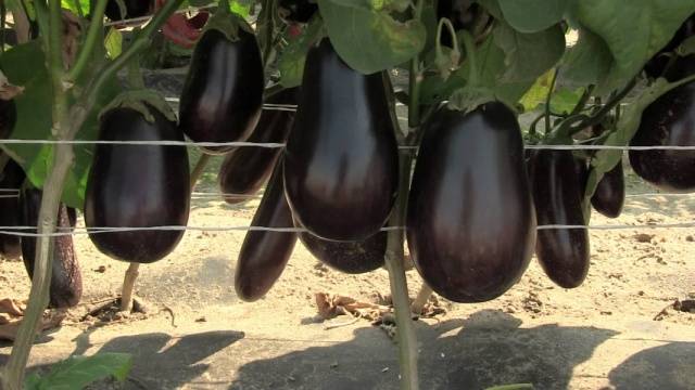 Eggplant Goby