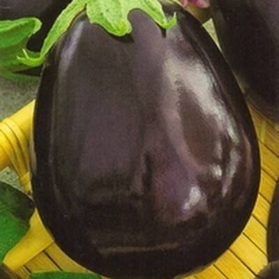 Eggplant Bovine forehead