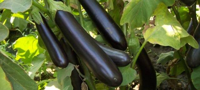 Eggplant Ilya Muromets