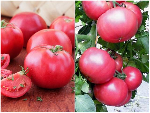 Seralar için salkım domates