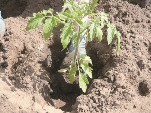 Tomato seedling care