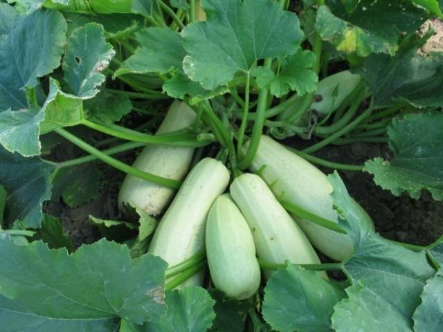 Varieti zucchini berbuah putih