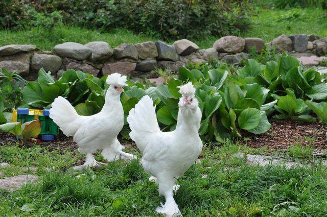 Pavlovsk ras av kycklingar