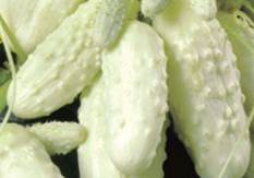 Salatalık tohumları Beyaz şeker F1