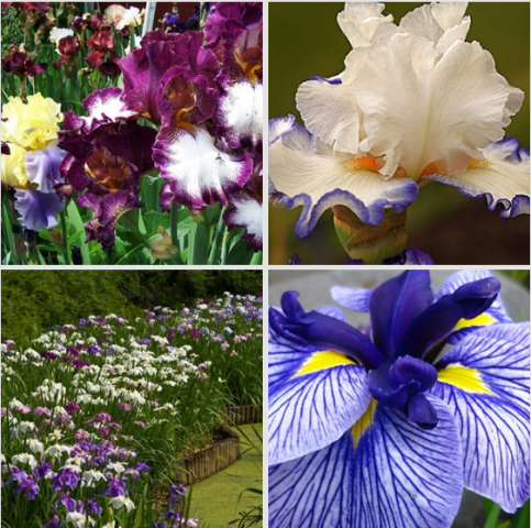 Bulbous iris