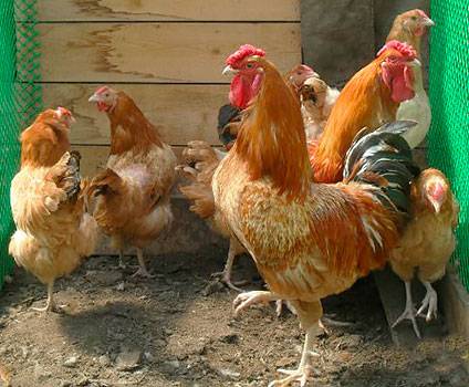 Poltava clayey breed of chickens