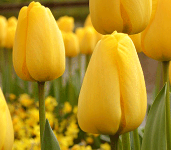 Tulipán dorado Apeldoorn
