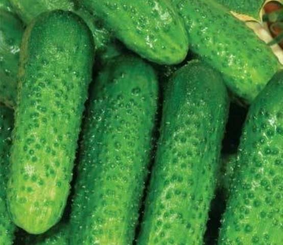 Cucumber hybrid Malyshok