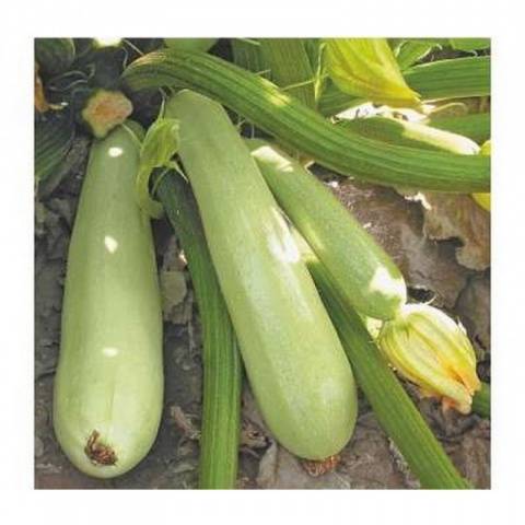 Courgettes Sangrum F1