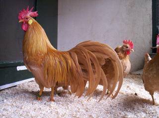 Leghorn chicken