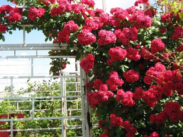 Large-flowered climbing roses
