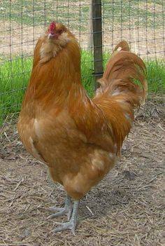 Kycklingar Ameraucana