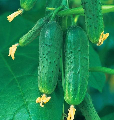 Cucumber variety Farmer