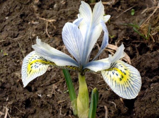 Iris reticulated (iridodictium)