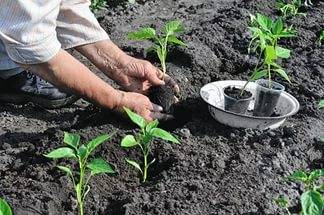 Endurecimento e plantio de mudas de pimenta no solo