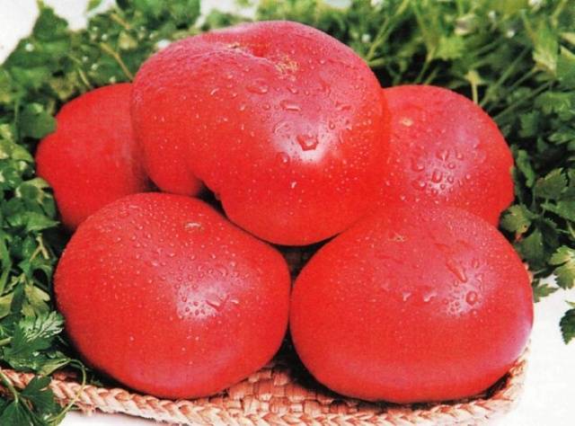 الطماطم Korneevsky الأحمر