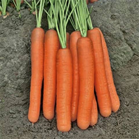 Carrot marmalade F1
