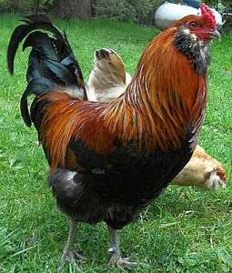 Csirkék Ameraucana