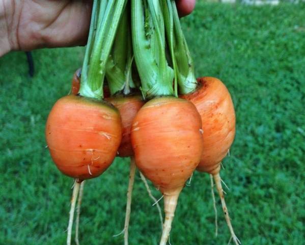 Short carrot