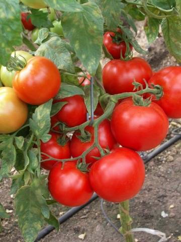 Klyngede tomater