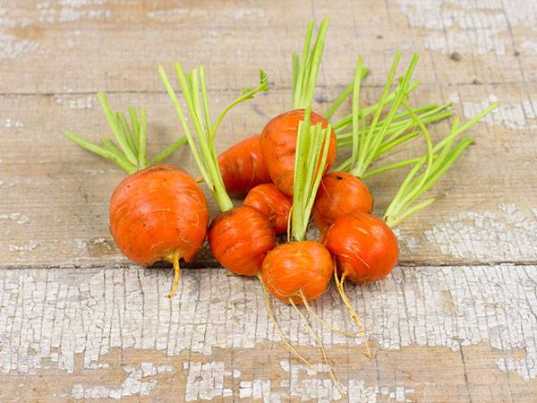 Round carrot varieties