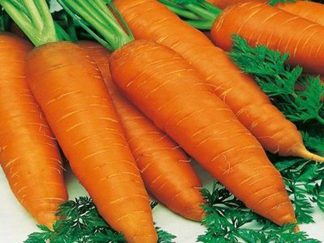 Large carrot varieties