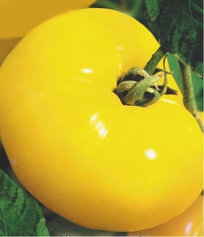 Lemon giant