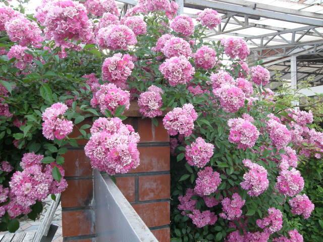 Small-flowered climbing roses