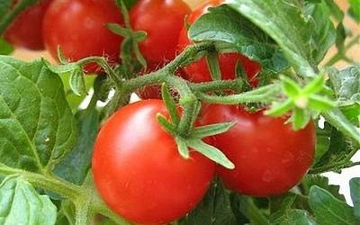 Tomatplantepleie