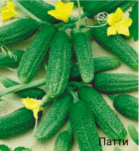 Patti cucumbers