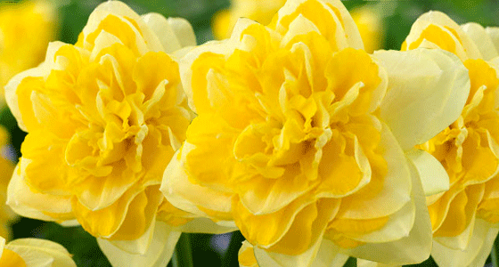 Narcissus Inglescombe