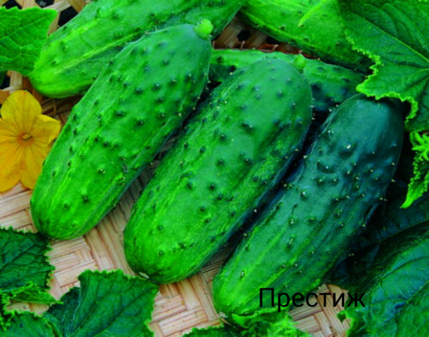 Cucumbers of the Prestige variety