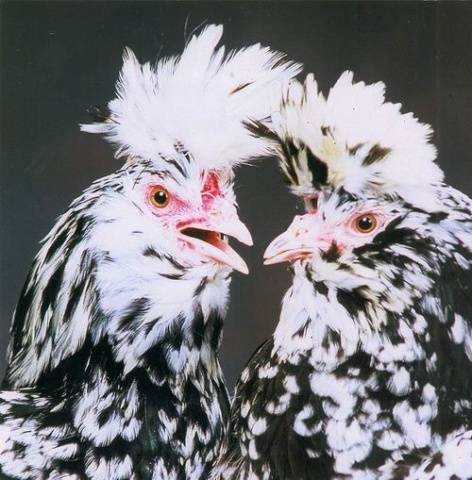 Павловска порода пилета