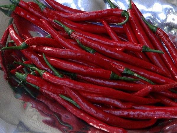 Hot pepper varieties