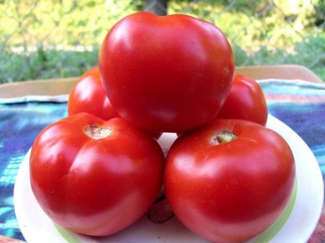 Klastrovaná rajčata pro skleníky