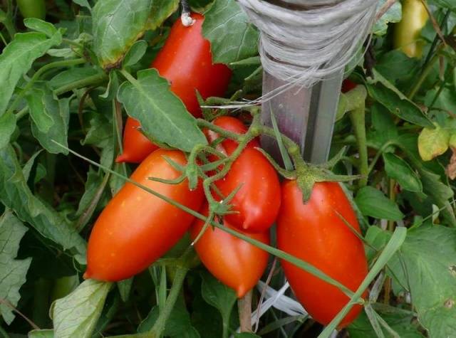 Pomidoras „Caspar F1“