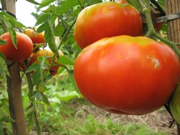 Tomato Bovine forehead