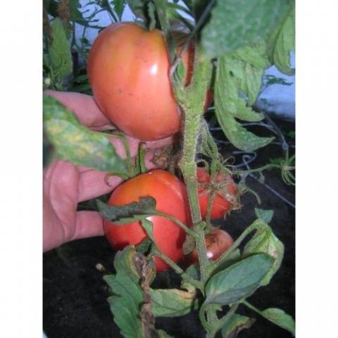 עגבניה אלסו