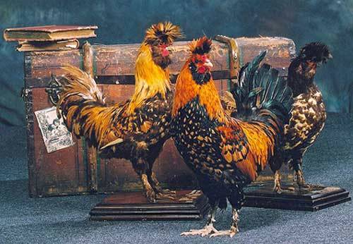 Павловска раса пилића