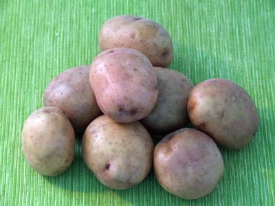 Πατάτες Zhukovsky νωρίς