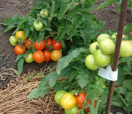 Tomato Alpatieva 905 a