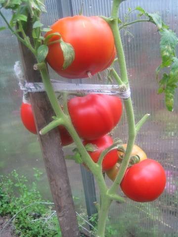 Tomaatti Openwork